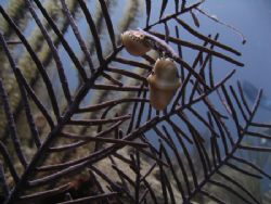 Taken in natural light with canon SD700 & underwater hous... by Sheryl Checkman 